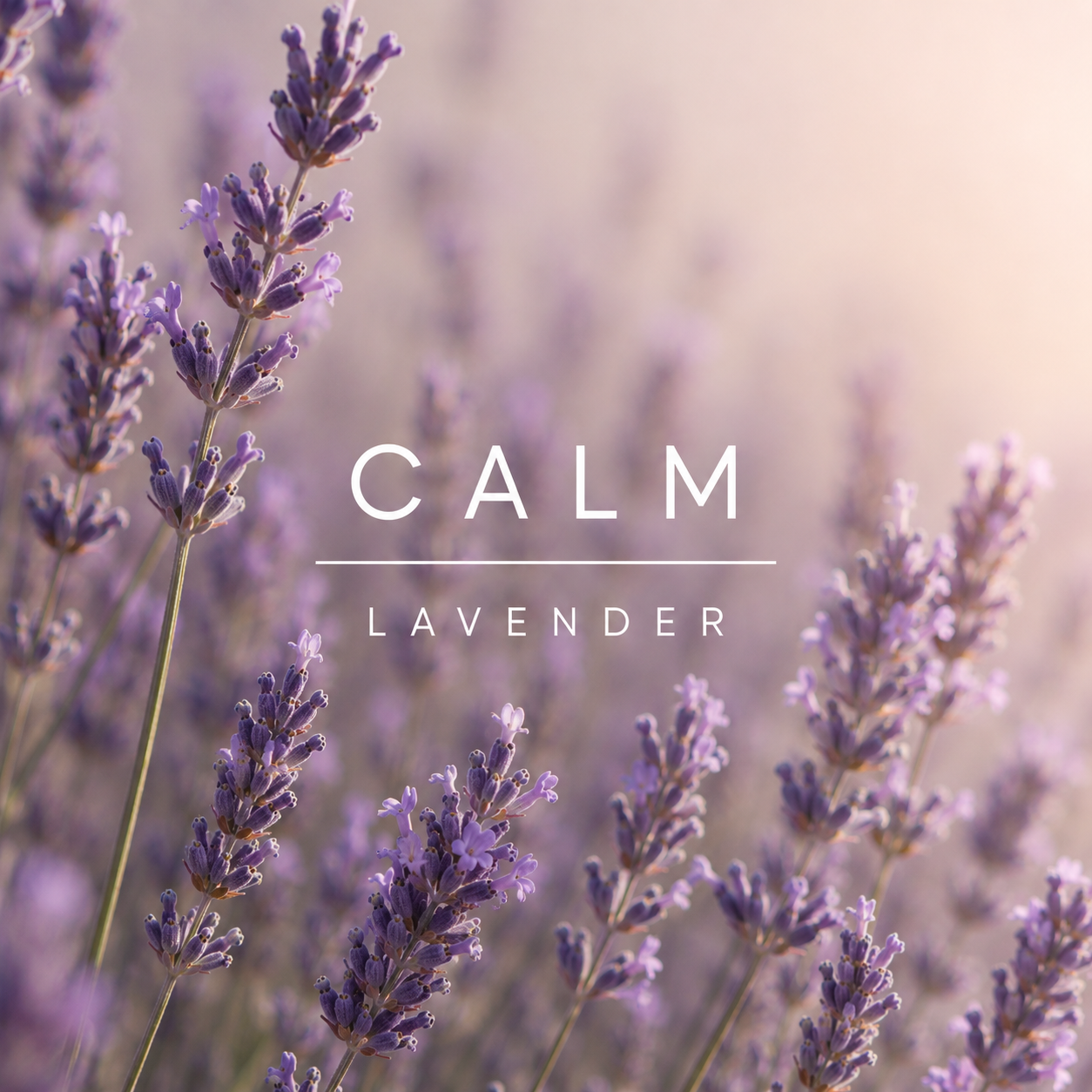 Lavendar